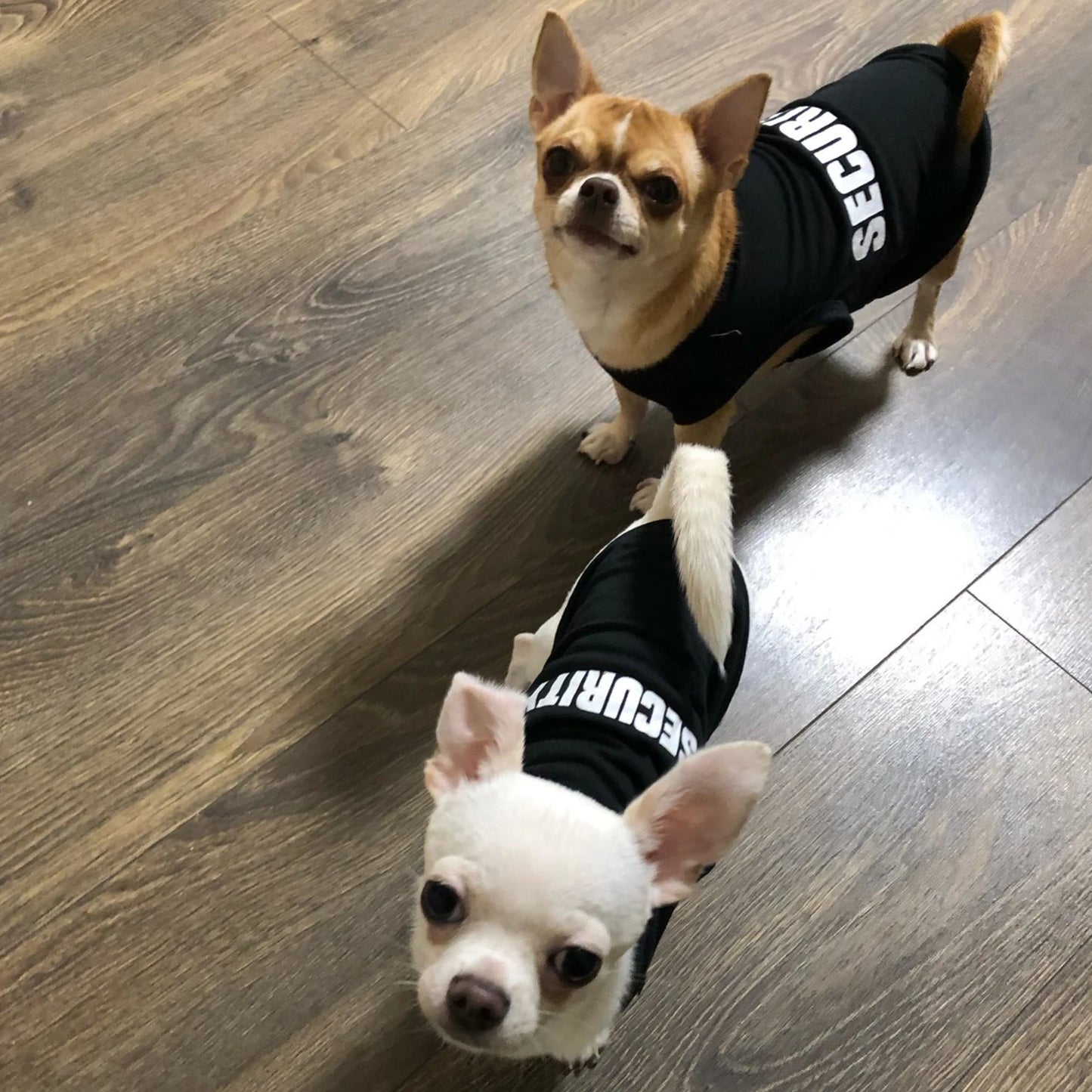 Security Clothing for Dogs Summer Pet Clothes Vest for Small Dogs Chihuahua Yorkshire Puppy Cats Low Price Pets T-shirt Costume